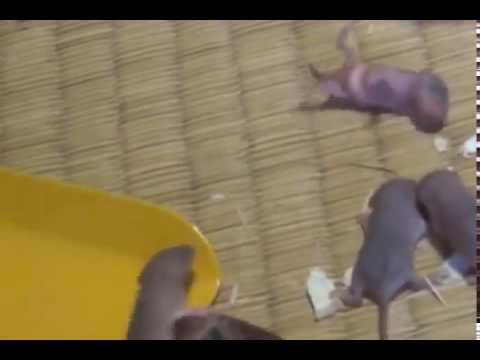 珍しい野ねずみ赤ちゃん発見 ハムスターより極小かわいい ネズミ1 Youtube 珍しい野ねずみ赤ちゃん発見 ハムスターより極小かわいい ネズミ1 Youtube