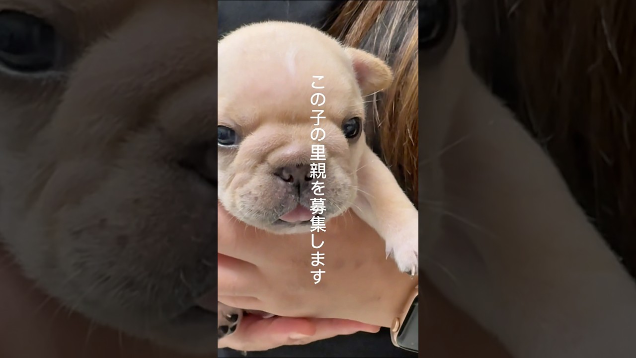 里親募集を無料と思ってませんか?