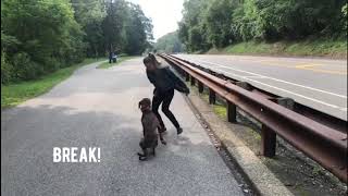 Sophie - Great Dane/Boxer mix | 2 Week Board and Train | Before and After Video