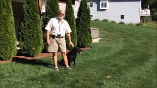Beginning retriever basis hand signals