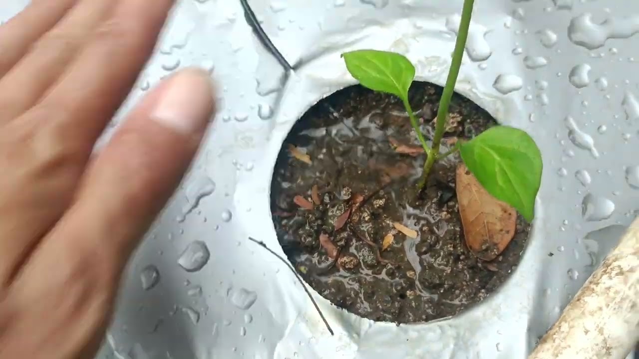 Tanam cabai buat isi waktu luang