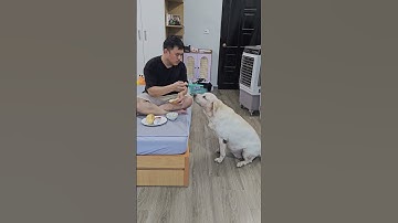 Ăn mày đòi ăn xôi gấc...thảo nào càng ngày càng béo Kim Chi ơi #cucaikimchi #funnydogs