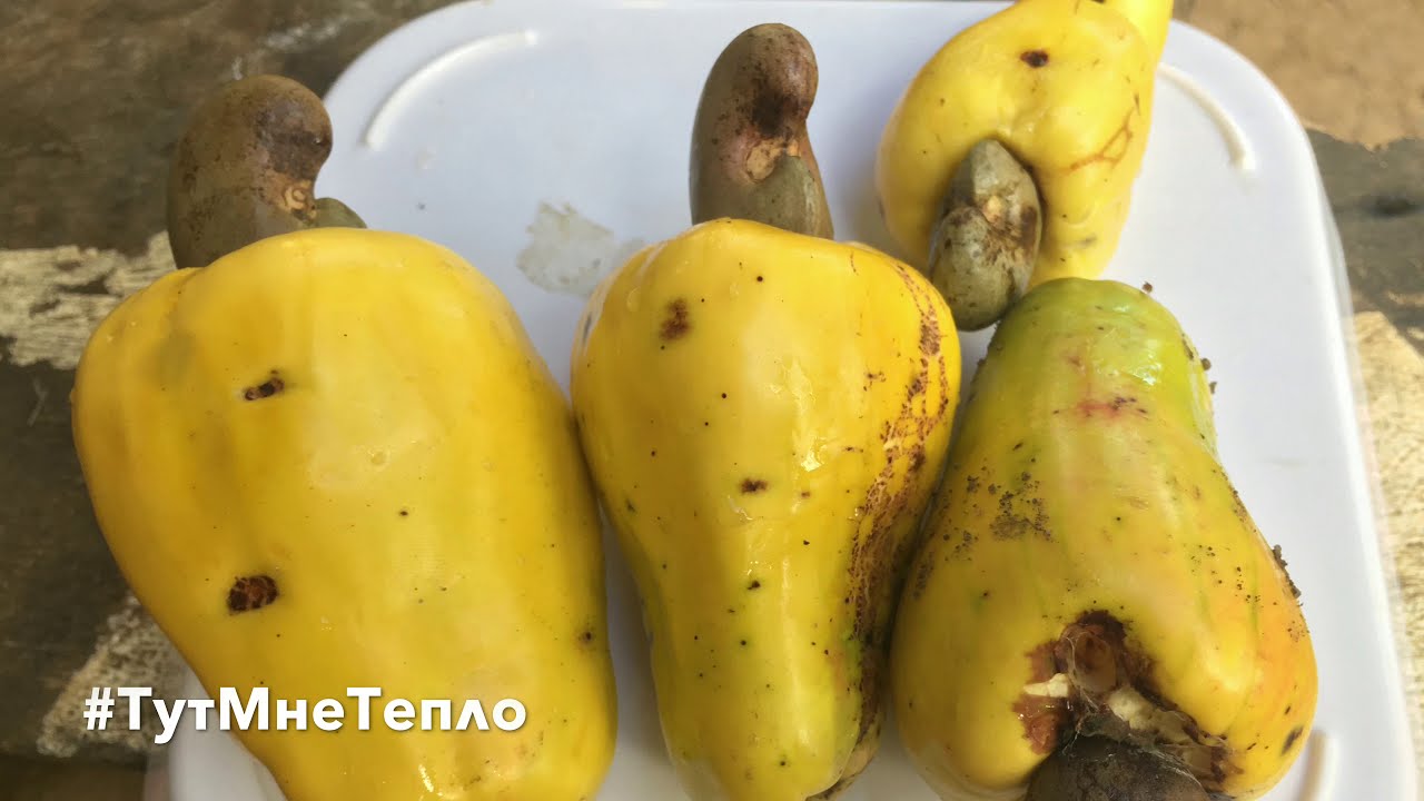 Как растут орешки кешью. Cashew nuts - YouTube