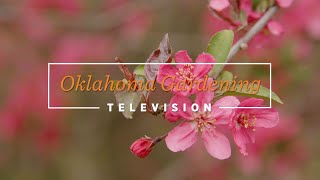 Flowering Crabapple