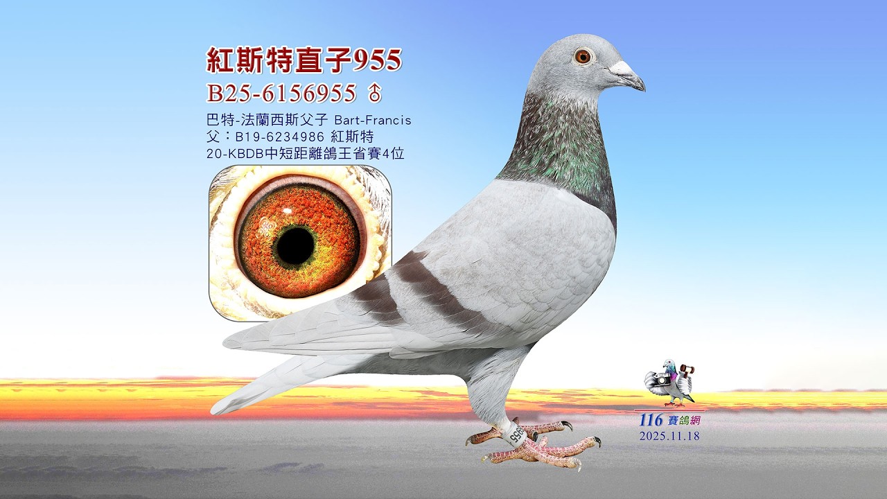 【巴特】B25-6156955