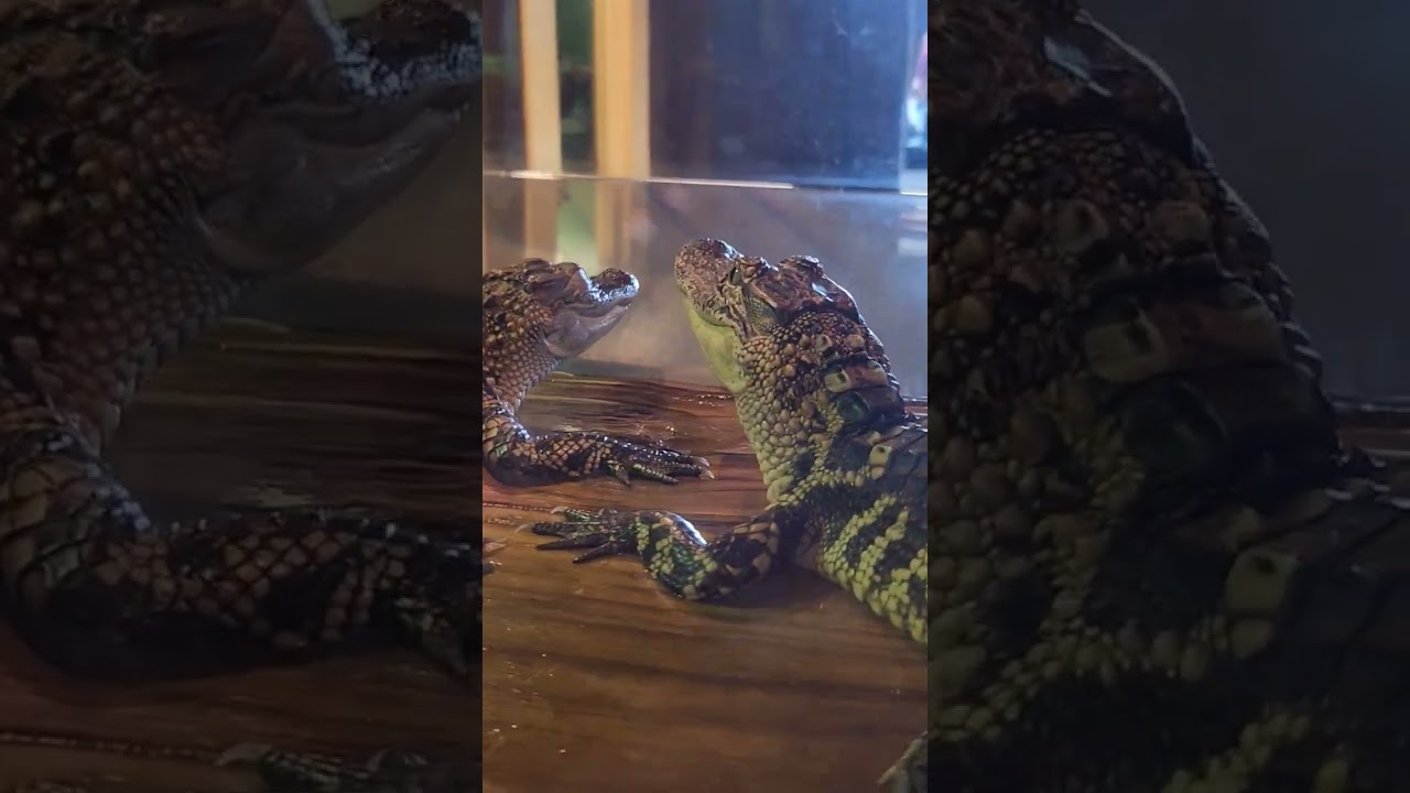 Destin Florida Aligator Adventure Park 