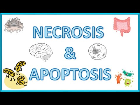 Cell Death : Necrosis & Apoptosis - Types, Morphology, Causes, Mechanism & Clinical Significance