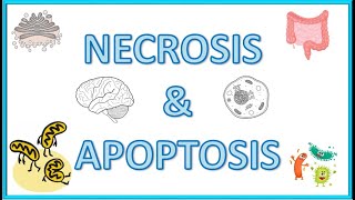 Cell Death : Necrosis & Apoptosis  Types, Morphology, Causes, Mechanism & Clinical Significance