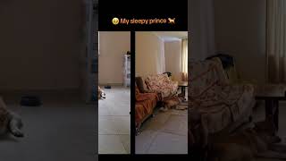 My sleepy prince dog #westcoast #funnydogs #funnyvideos #funnyshort #akitainu #japanese #dog #viral