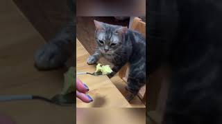 Kturns out kittens really do vomit when they smell durian🤣🤣#cat #cats #catlover #funny #foryo
