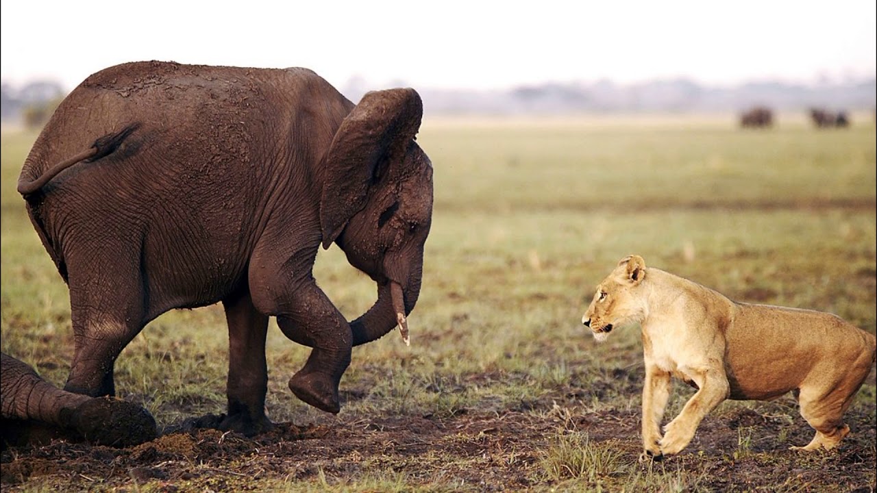 Myles Munroe Leadership of a Lion - YouTube