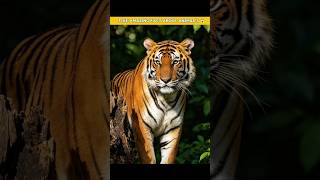 ||Five interesting facts about animals||😱#trending #facts #animals #hindi #facttechz #tiger #shorts