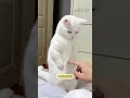 小猫小狗的审美跟我们人类的完全不一样!! #猫咪日常 #小猫咪能有什么坏心眼 #小狗乖乖 #狗狗的心思都写在脸上了 #内容启发搜索