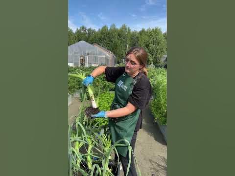 Шикарный лук-порей ️ - YouTube