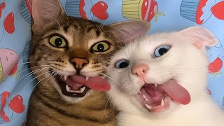 goofy cats unleashed