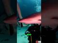 Shark tried to bite IShowSpeed #ishowspeed #viral #ishowspeedlivestream