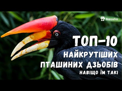 🌟 10 найкрутіших пташиних дзьобів🦜 навіщо їм такі 🌈