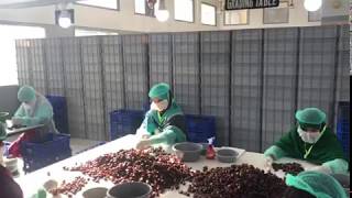 Dates Processing | checking and grading line