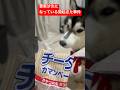 人が大変な時に、、、泥棒です！捕まえてください‼️ #ハスキー #大型犬のいる生活 #田舎暮らし #犬のいる生活