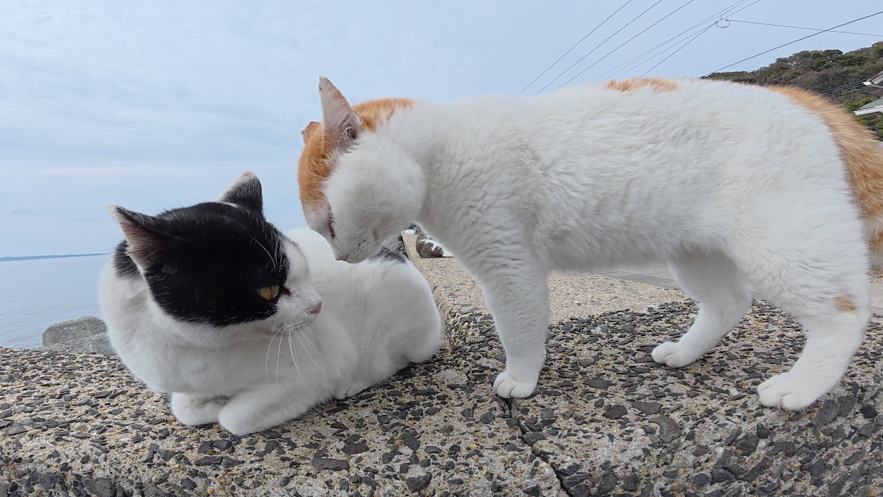 Главный кот затеял драку с другими котами, поэтому я вмешался.