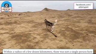 I took Husky out in the desert and then he ran away frantically | Funny Husky