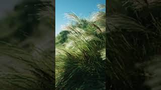 Natural Relaxation: Soft Acoustic Melodies & Shimmering Pads