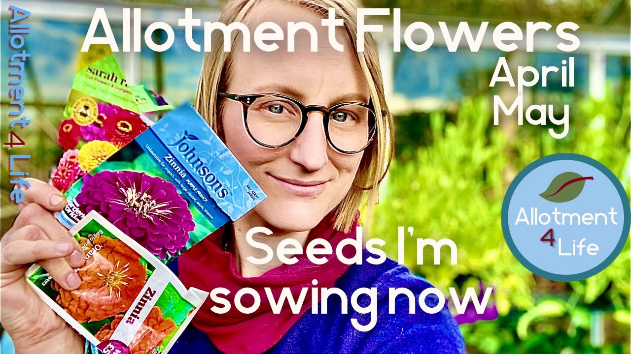 What flower seeds to sow now April & May YouTube