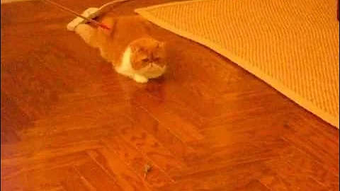 Watch the video about Exotic Shorthair plays with Go Cat brand toy mouse.