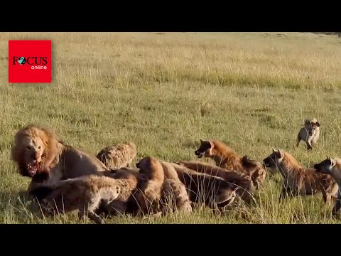 Video: Wer spielt die Hyänen in König der Löwen?