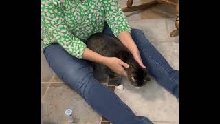 How To Give a Cat a Pill by Rebecca's Pet Care 75 views 1 year ago 22 seconds
