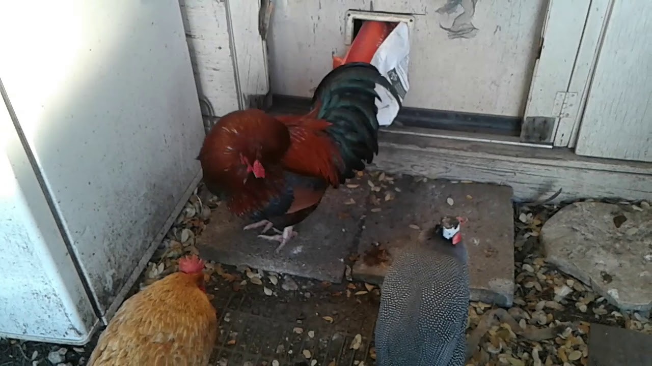 buckshot Mistakes I Made Building My Chicken Coop