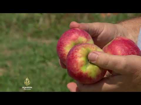 Video: Kada brati dobre jabuke?