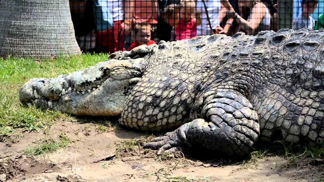 Alligator Adventure Myrtle Beach change comin