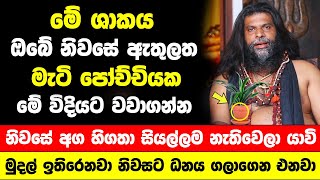 මේ ශාකය ඔබේ නිවසේ ඇතුලත මැටි පෝච්චියක වවාගන්න | නිවසේ අග හිගතා සියල්ලම නැතිවෙලා යාවි