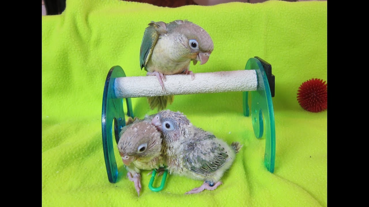 Pineapple Turquoise Green Cheek Conure babies 5, 6, and 10 YouTube