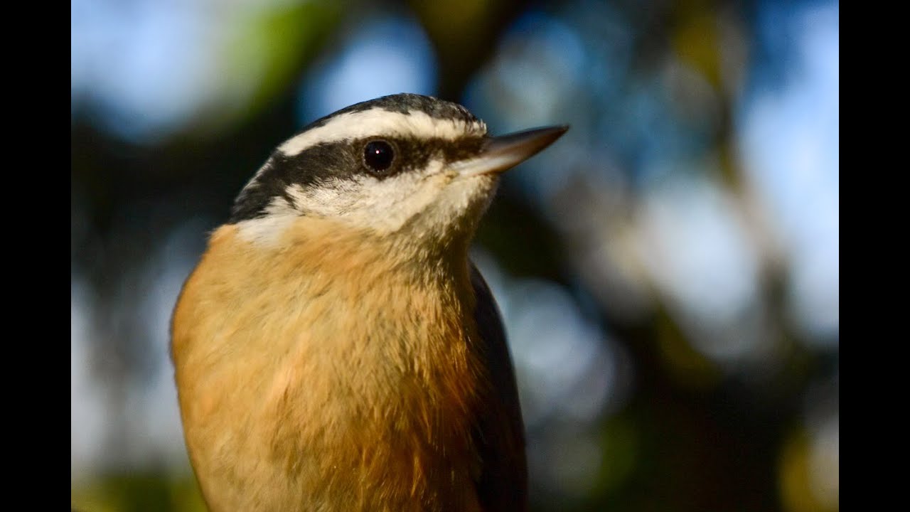 Red breasted Nuthatch documentary 