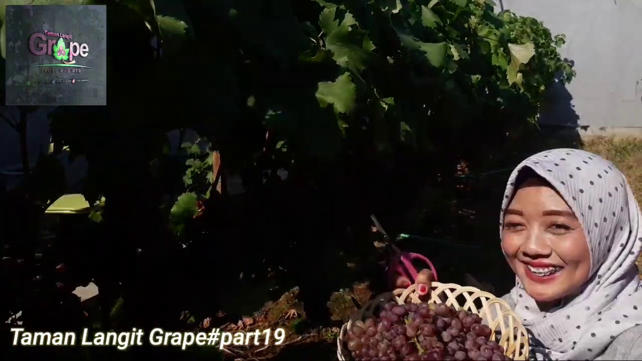 Taman Langit Grape#part19#panen