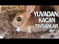 5 tavşan kümesten kaçıp hortumu patlatıp tüneller kazmışlar!