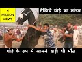 पुष्कर मेला में घोड़ा हुआ बेकाबू : कैसे किया काबू में ?  Controlling Indian Horses In Pushkar Fair