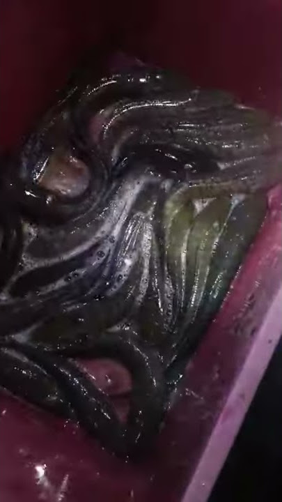 Ikan Haruan Liar Sangat Khasiat