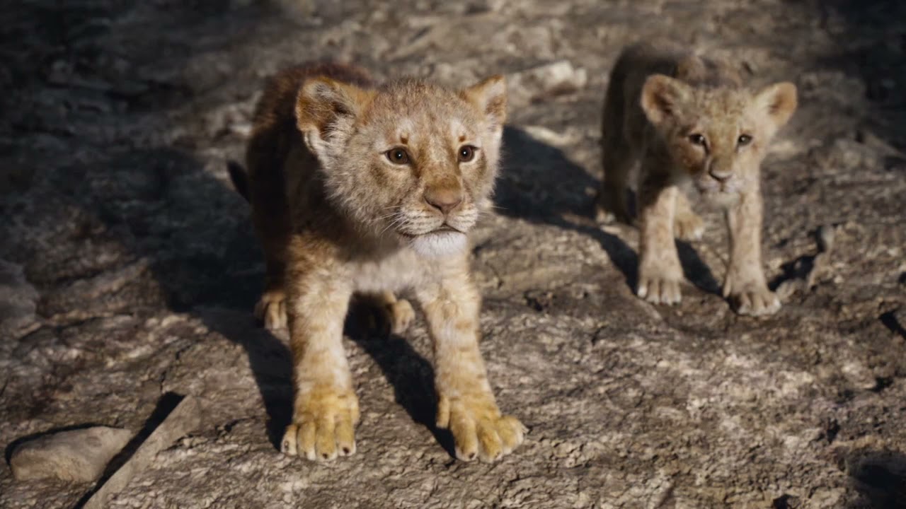 El rugido de Simba - EL REY LEON (2019) - YouTube