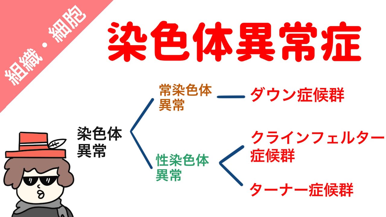 【国試対策】染色体異常（ダウン症候群、クラインフェルター症候群、ターナー症候群）