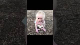 Download Lagu The baby monkey is looking just like a doll || Please don't leave him alone MP3