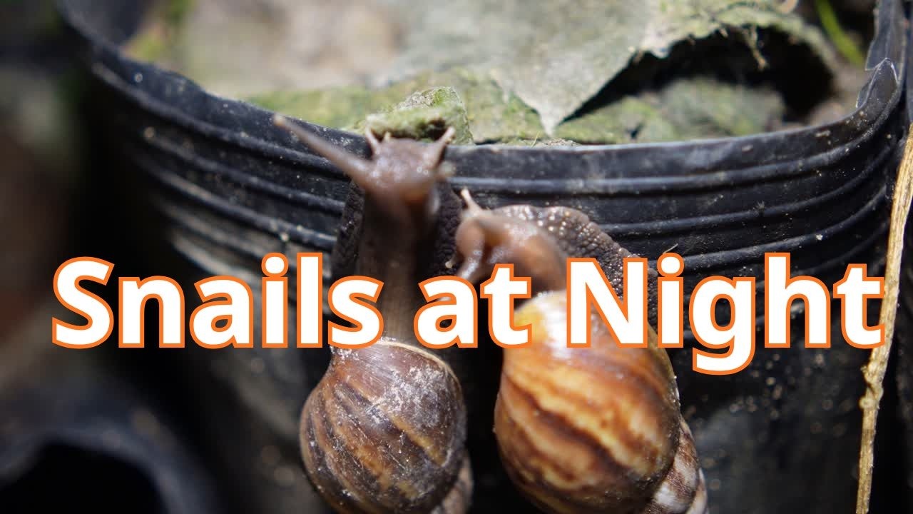 Snails at Night | A Quiet Wildlife Story in the Garden