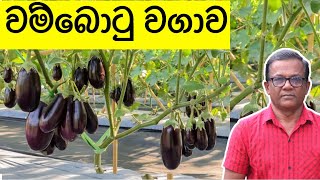 නිවැරදිව වම්බොටු වගා කරලා මාස 2 1/2න් ඵලදාව ගමු |How to Grow Brinjal at Home|Ceylon Agri|Episode 276