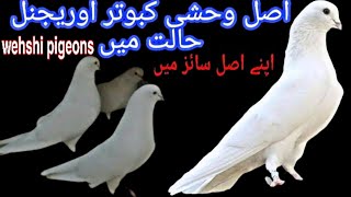Wehshi Pigeons Pure Sialkoti Wehshi Kabootar Pigeonsroy