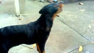 black lab rottweiler mix puppy eating eating drops