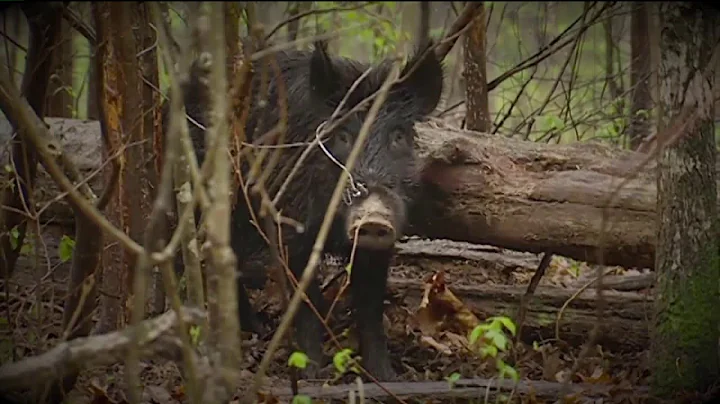 Missouri's feral hog problem