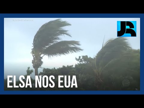 Vídeo: Golfinhos Mortos Na Flórida