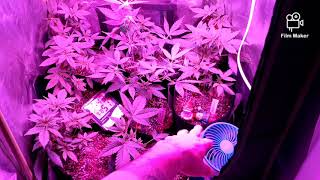 21 and Older!! Veg Room Update!!